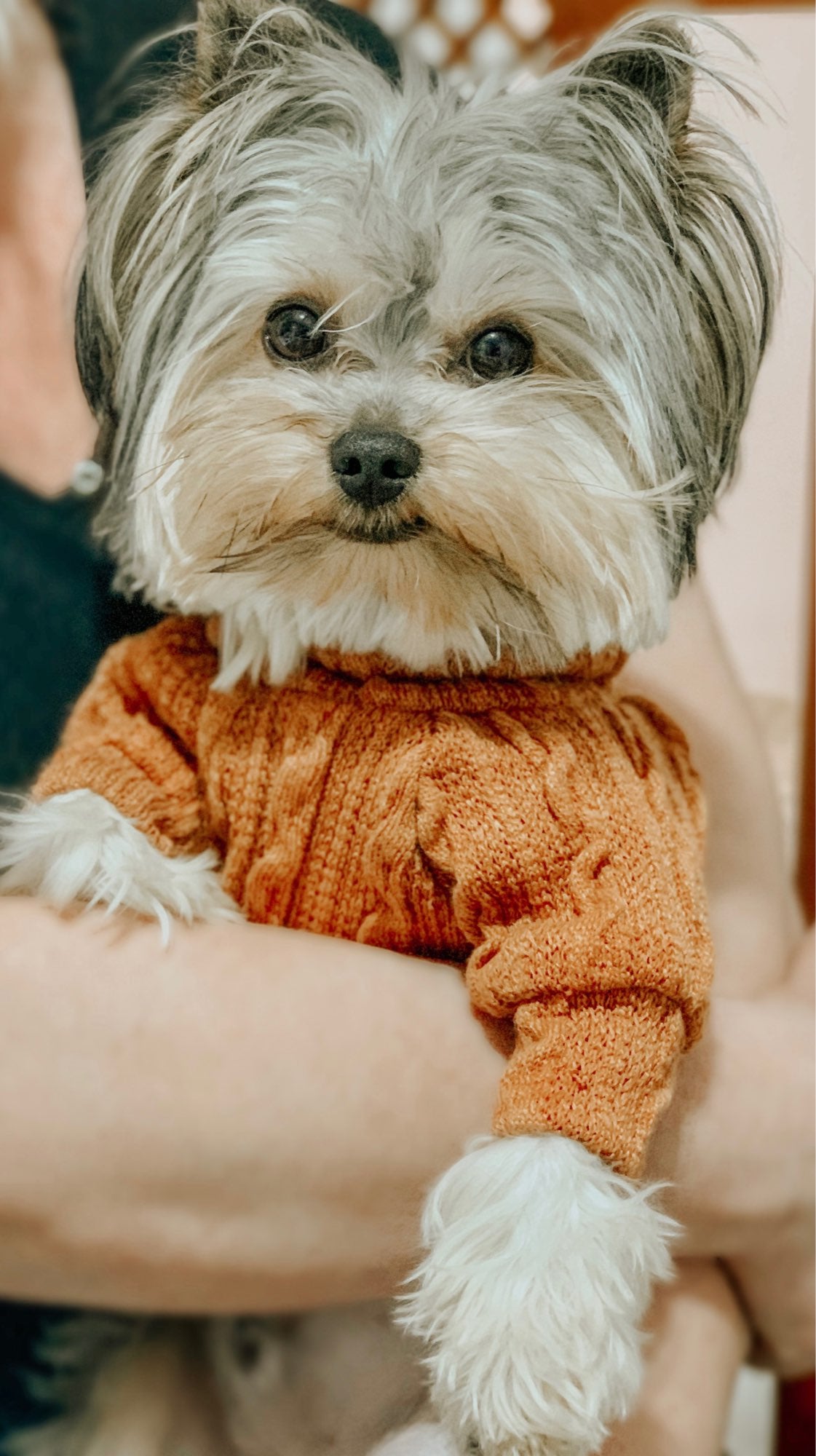 Winter Warm Knitted Turtleneck Sweater for Small Dogs or Cats